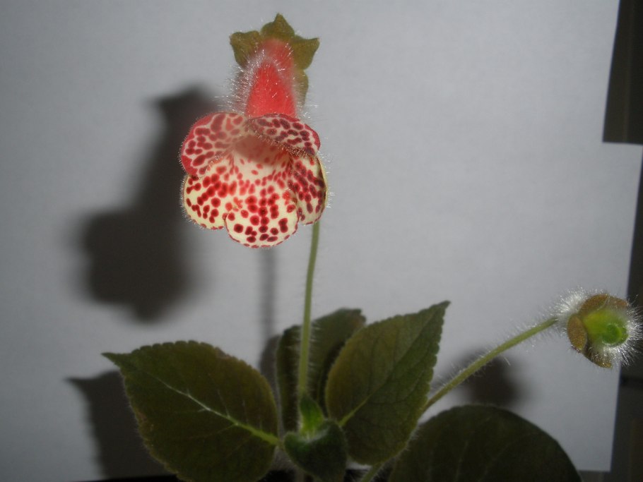 Геснериевые на подоконнике