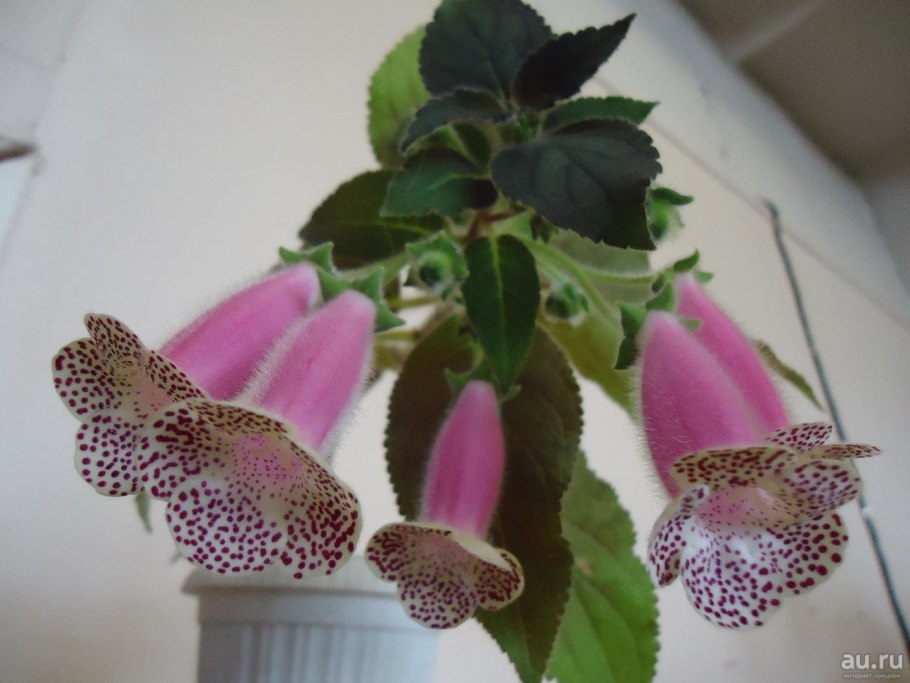 Колерия ampallang