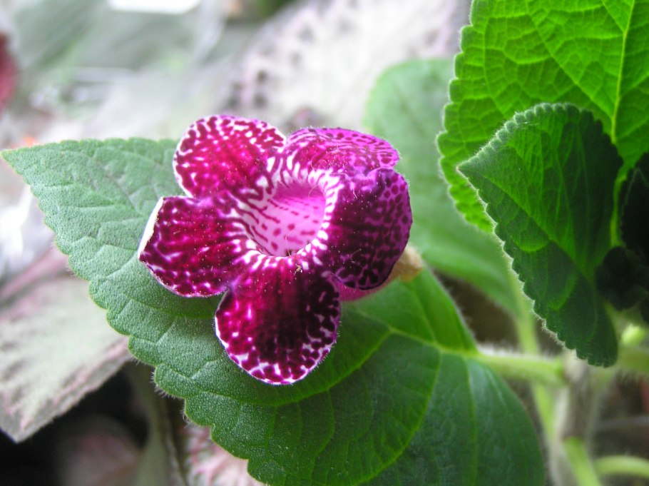 Колерия трубкоцветковая