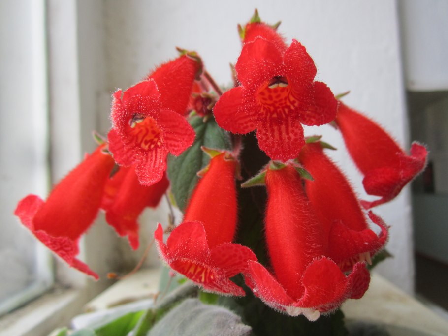 Колерия Родина