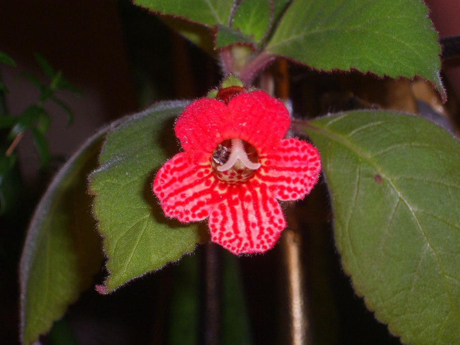 Колерия Эльвира