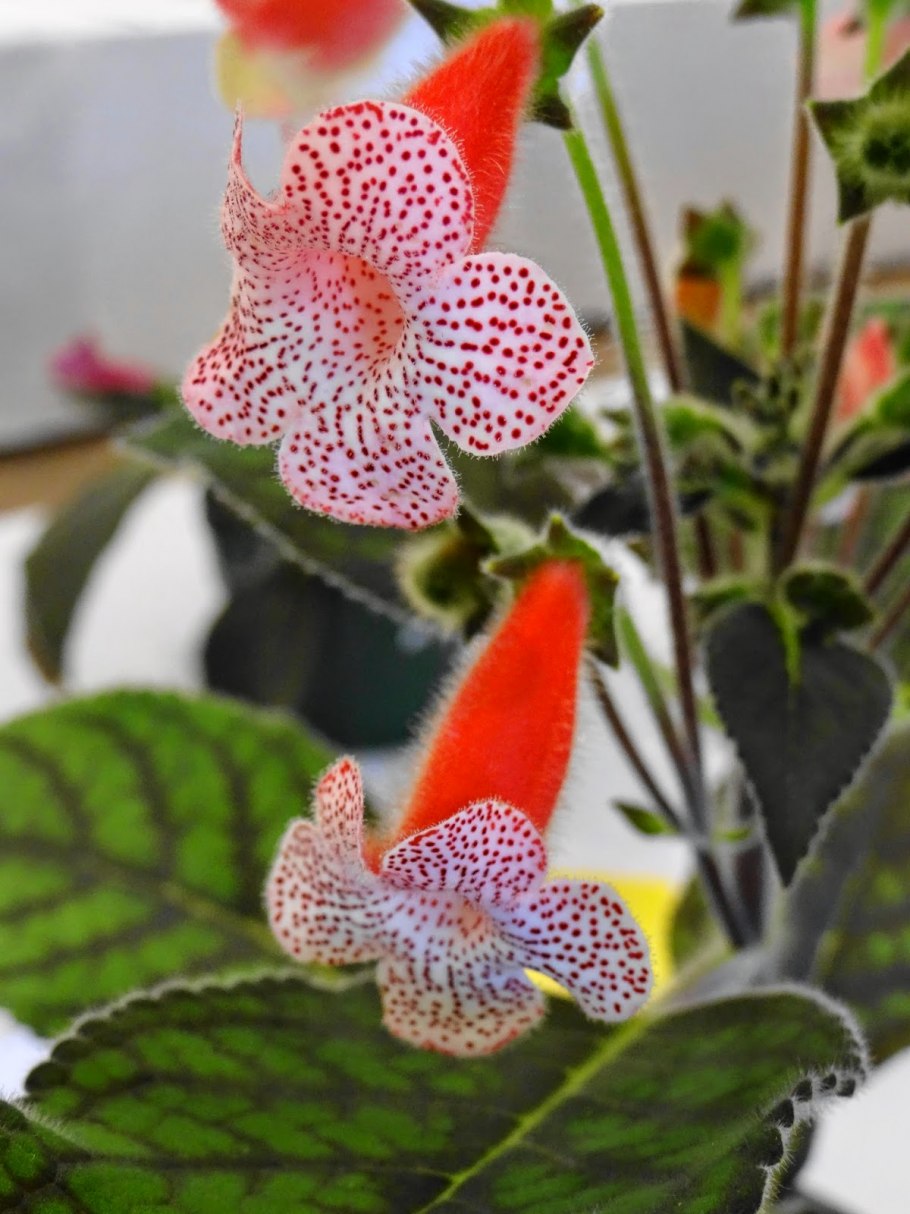 Колерия Jester