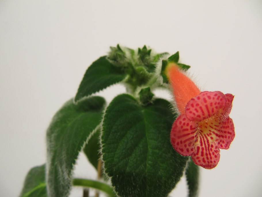 Колерия боготская