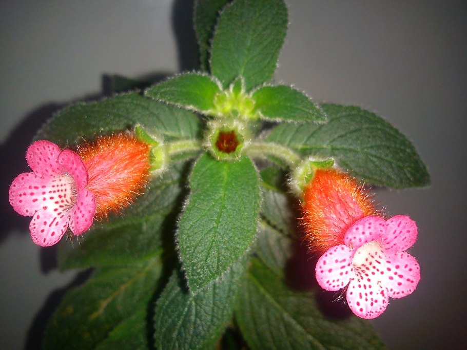 Калерия Ермак