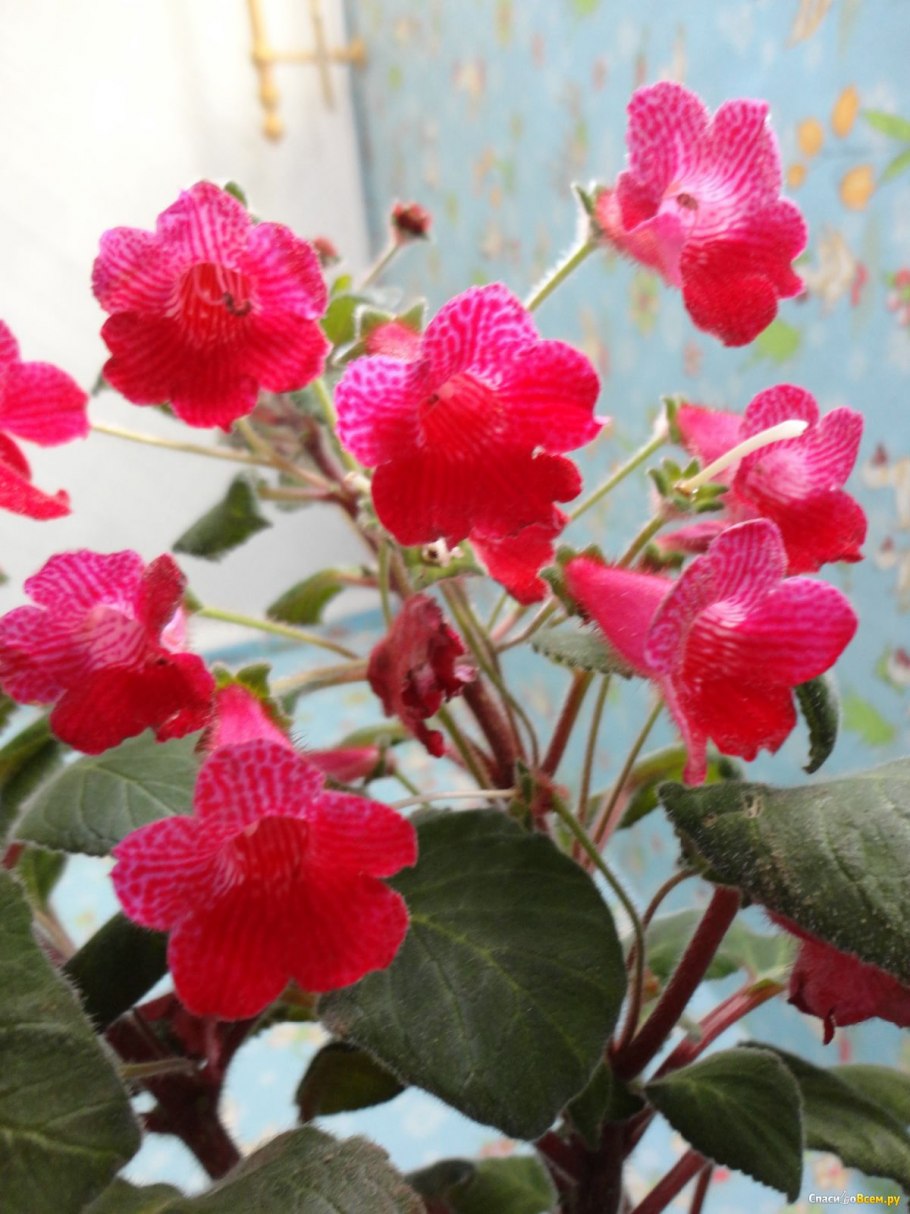 Колерия (Kohleria)