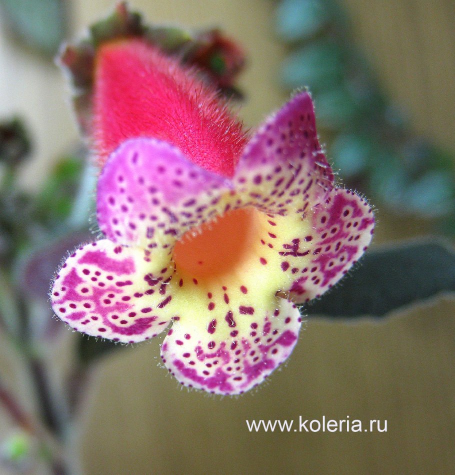 Колерия наперстянкоцветковая