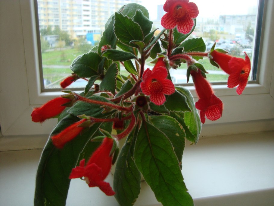 Колерия синяя семена