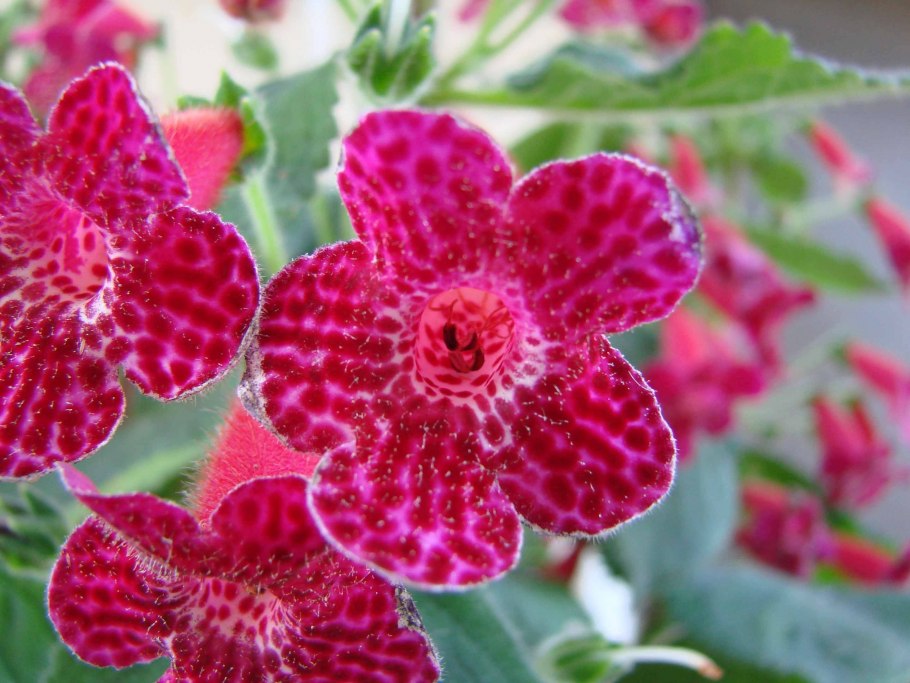 Колерия Эрианта