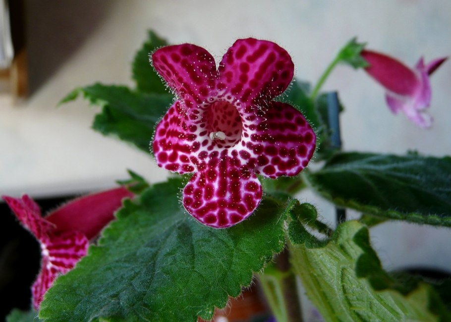 Калерия цветок фото комнатное растение