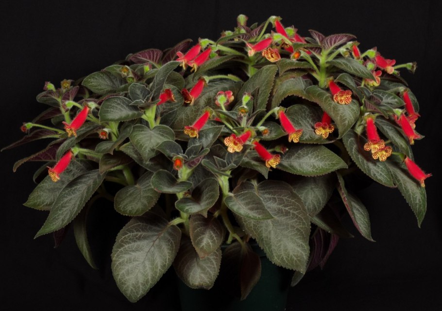 Колерия пушистоцветковая