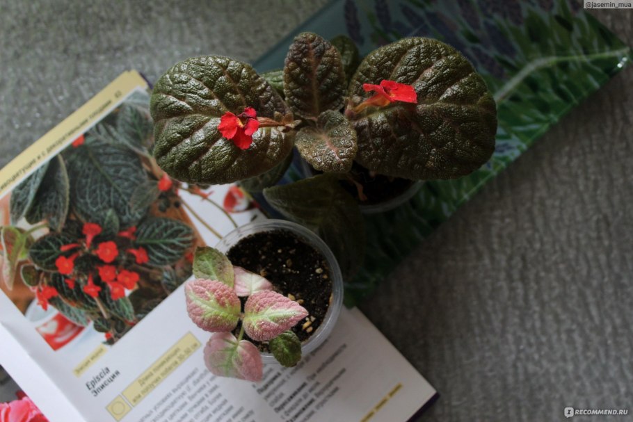 Эписция Северное сияние