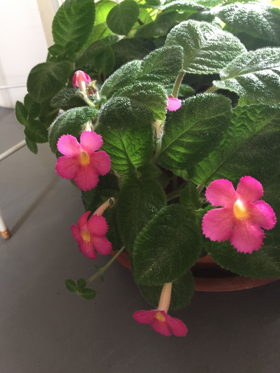 Эписция водная