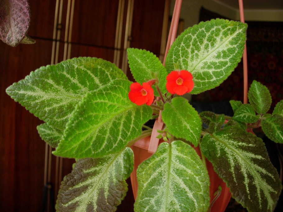 Эписция Dixie Dynamite