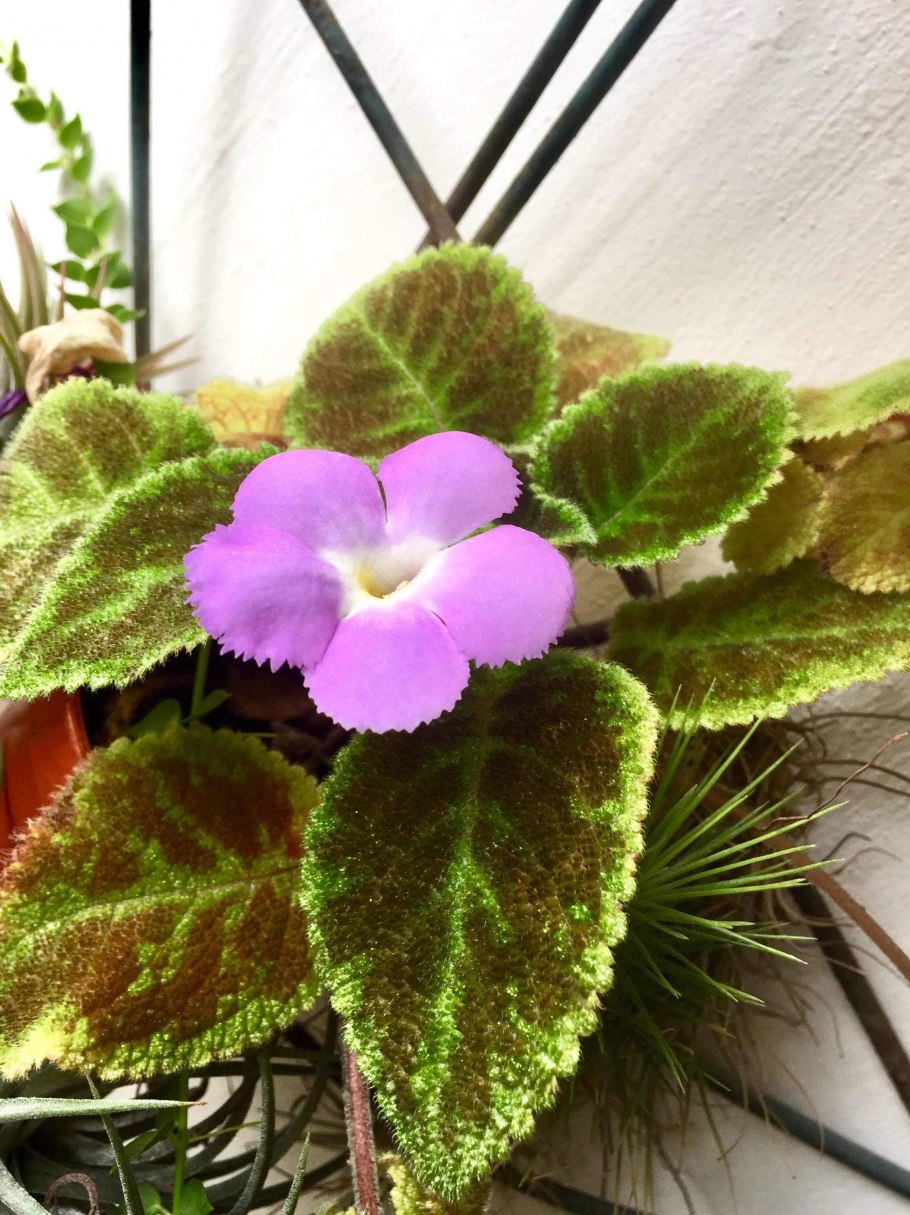 Эписция цветок