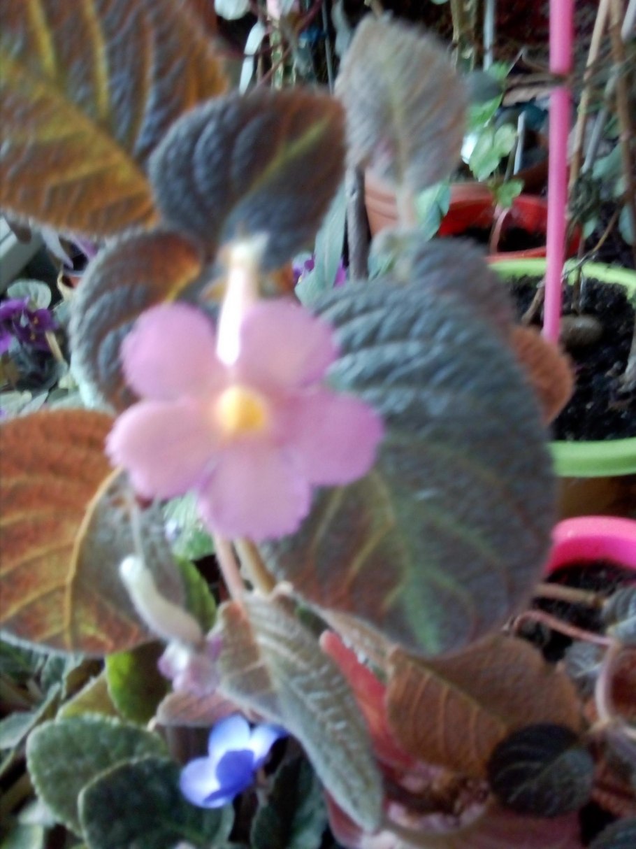 Эписция опунция