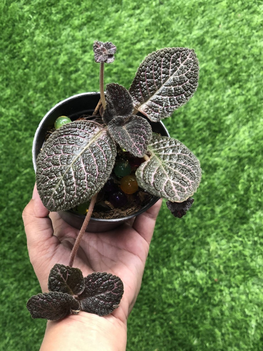 Эписция серебряное сияние