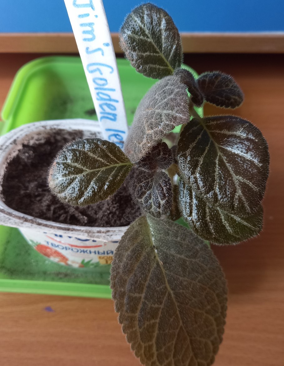 Цветок эписция температурный режим и полив