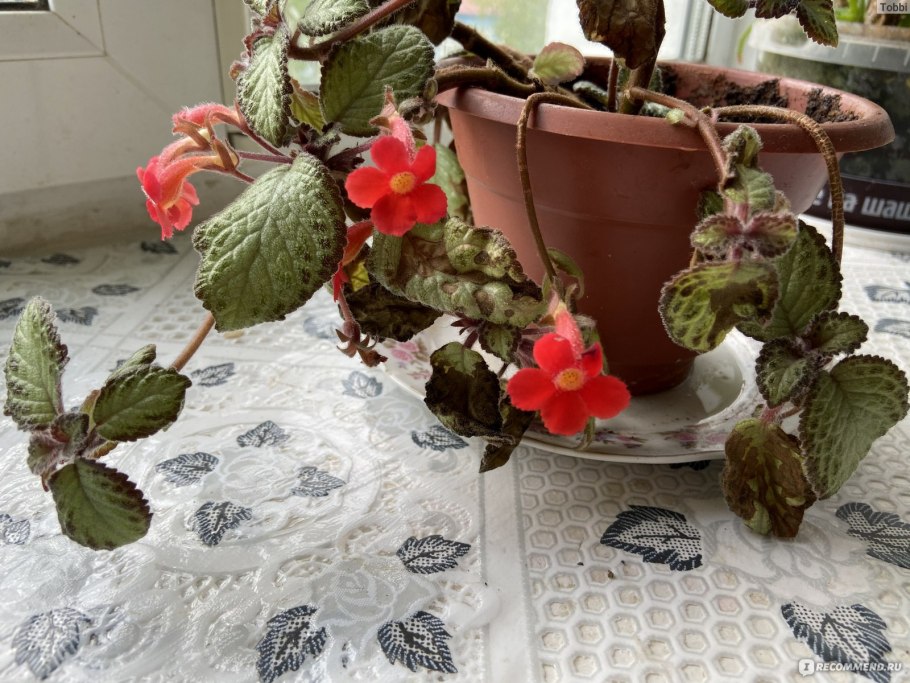 Тайд Голд эписция