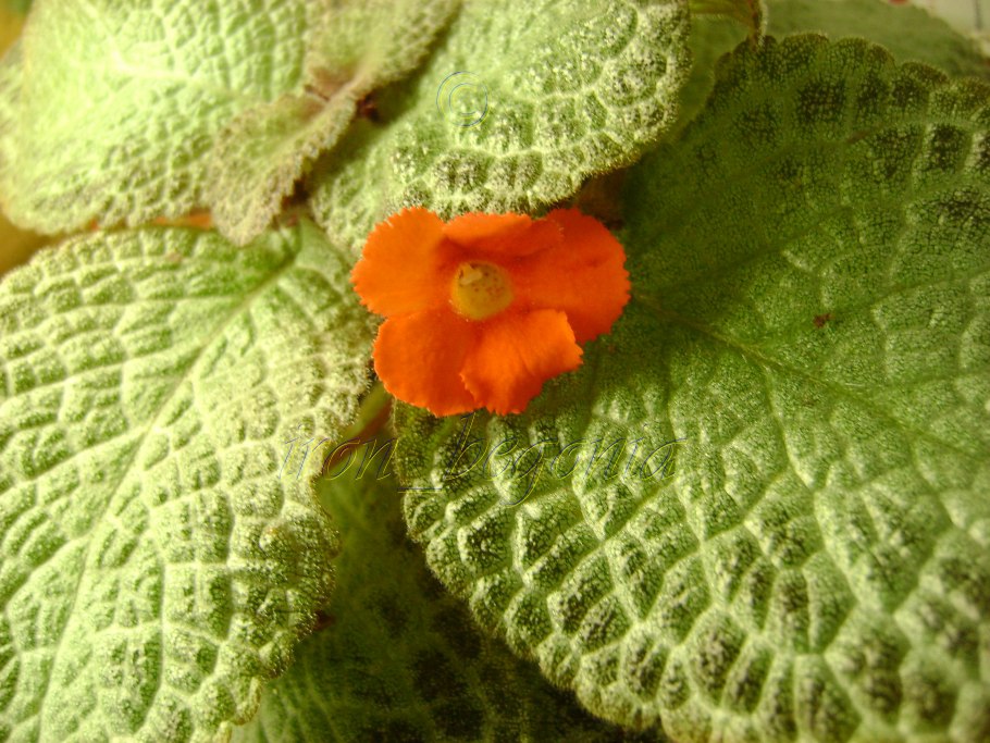 Эписция катарина