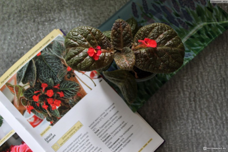 Эписция спринг симфони