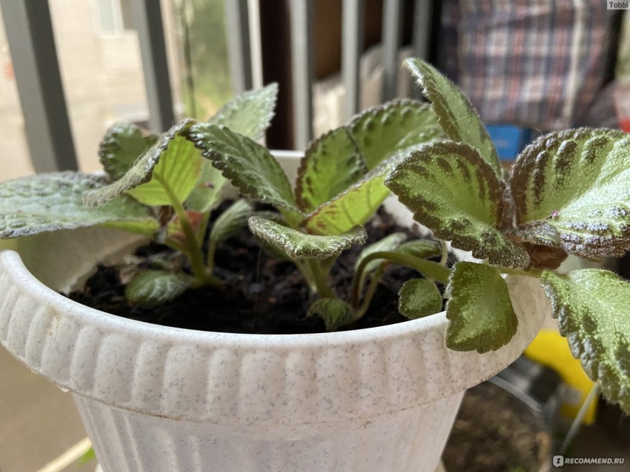 Эписция водная Дендрарий