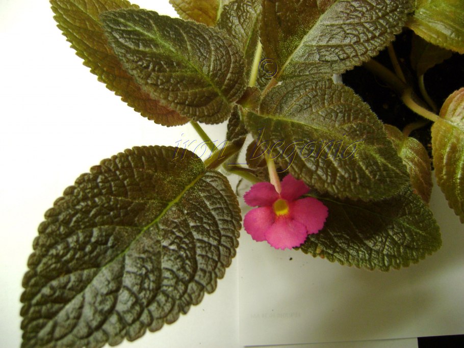 Эписция Ника серебристая Чайка