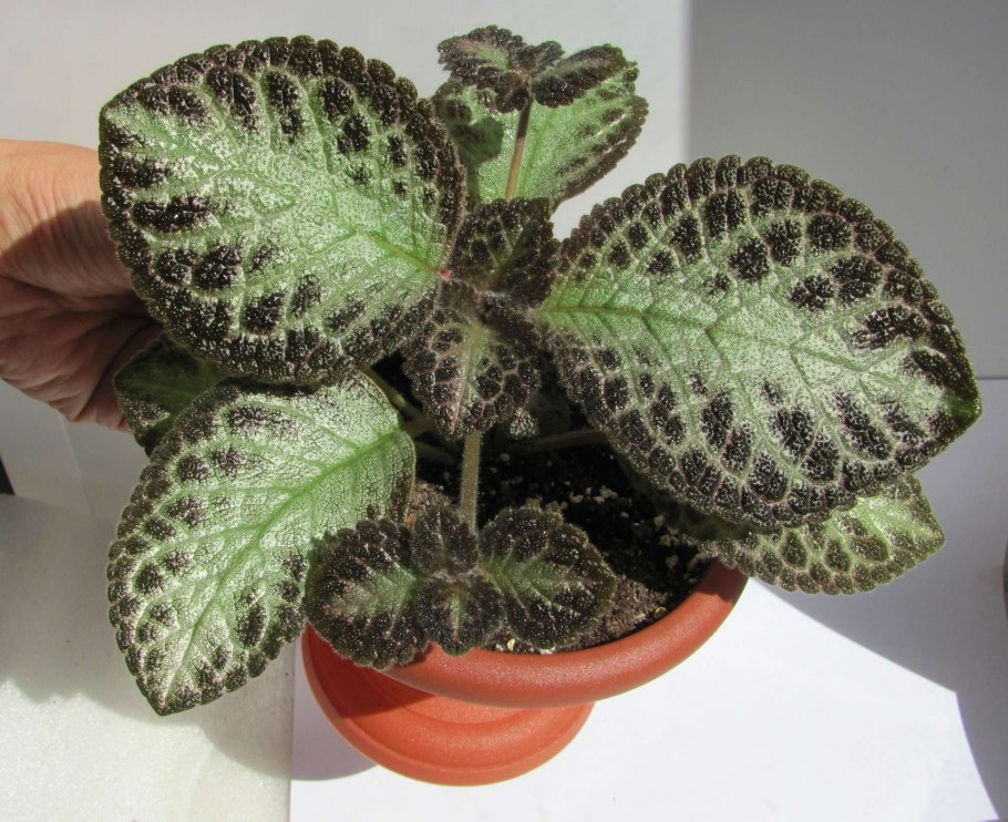 Эписция Pink Panther