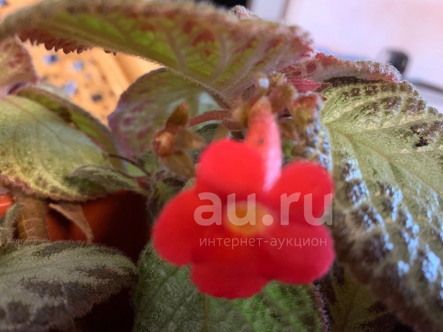 Эписция Лесная красавица