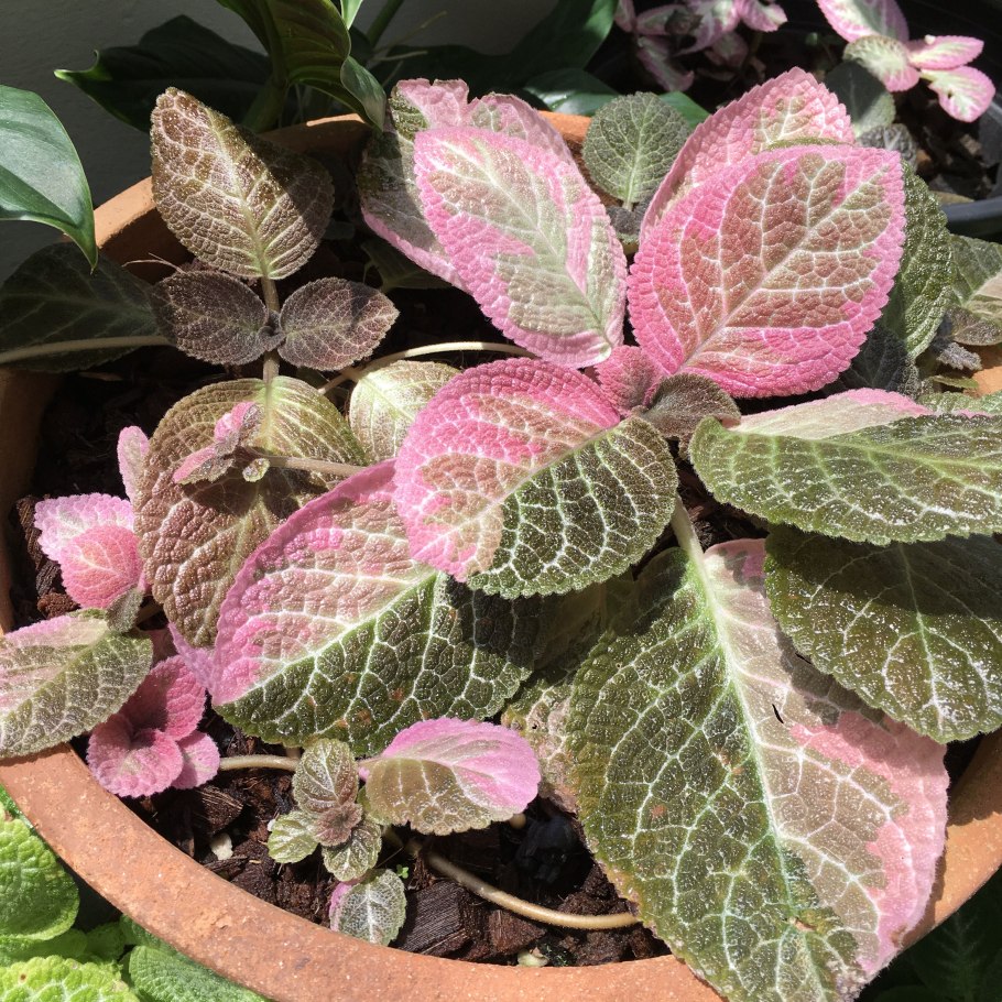 Episcia cupreata свисающий домашний