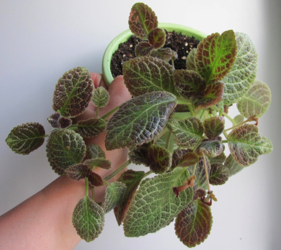 Эписция Country Clown