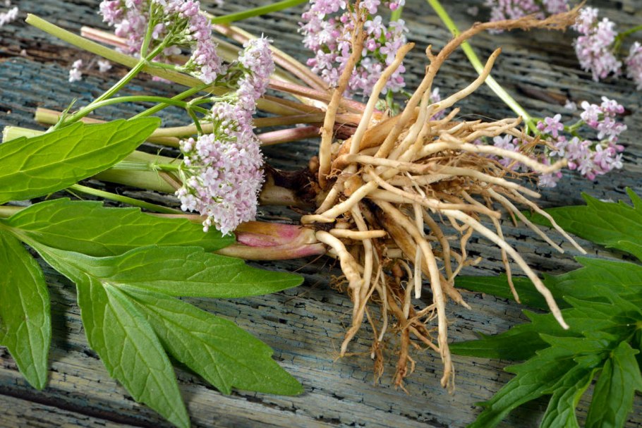 Корневища с корнями валерианы
