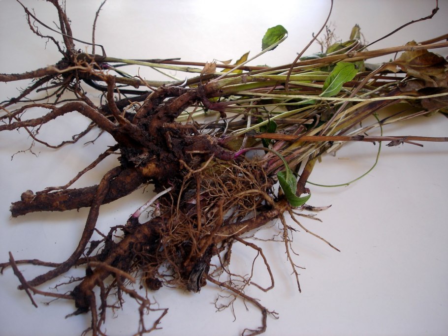 Корневая эхинацеи