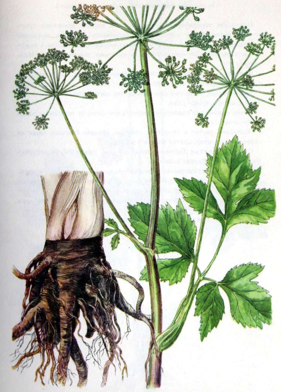 Дудник дягиль