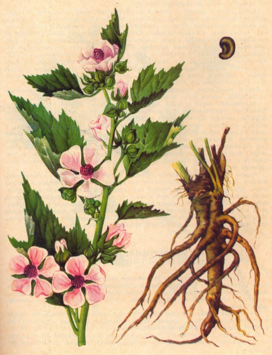 Алтей лекарственный гербарий