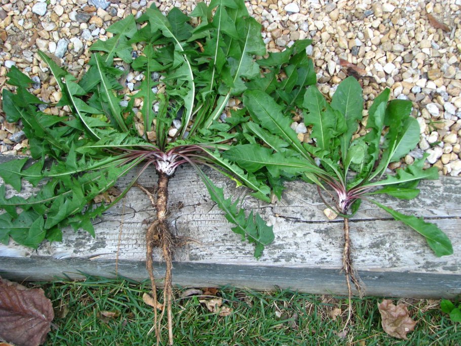 Молочай сорняк корни