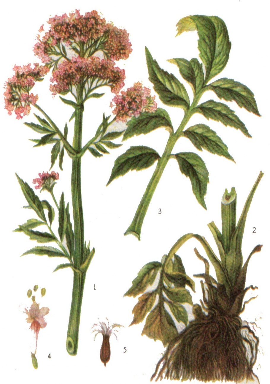 Valeriana officinalis семейство