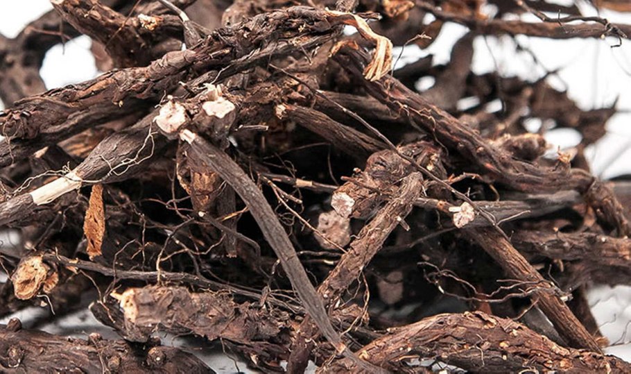 Корневища лапчатки прямостоячей