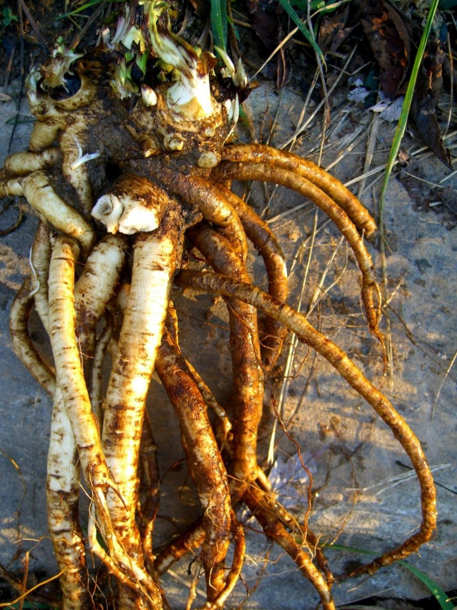 Девясил высокий корень