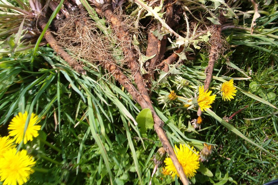 Одуванчик лекарственный корень