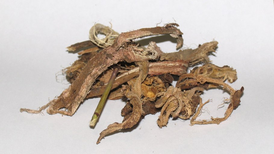 Лекарственные растения Алтая красный корень