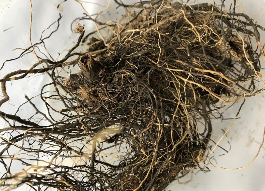 Левзея сафлоровидная сырье