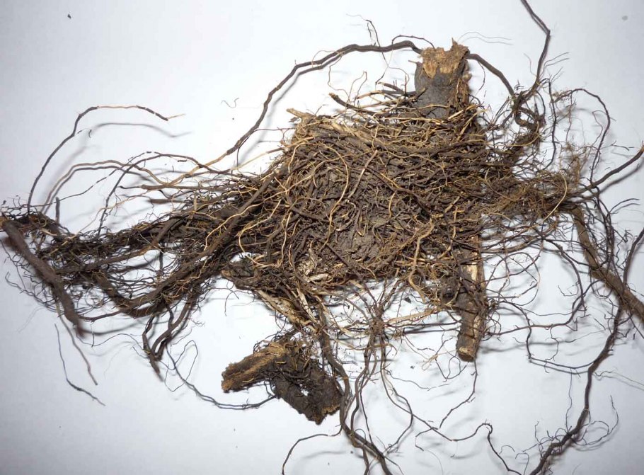 Маралий корень корень