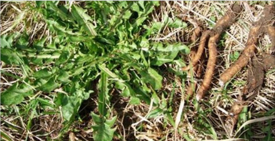 Корень одуванчика лопуха и пырея