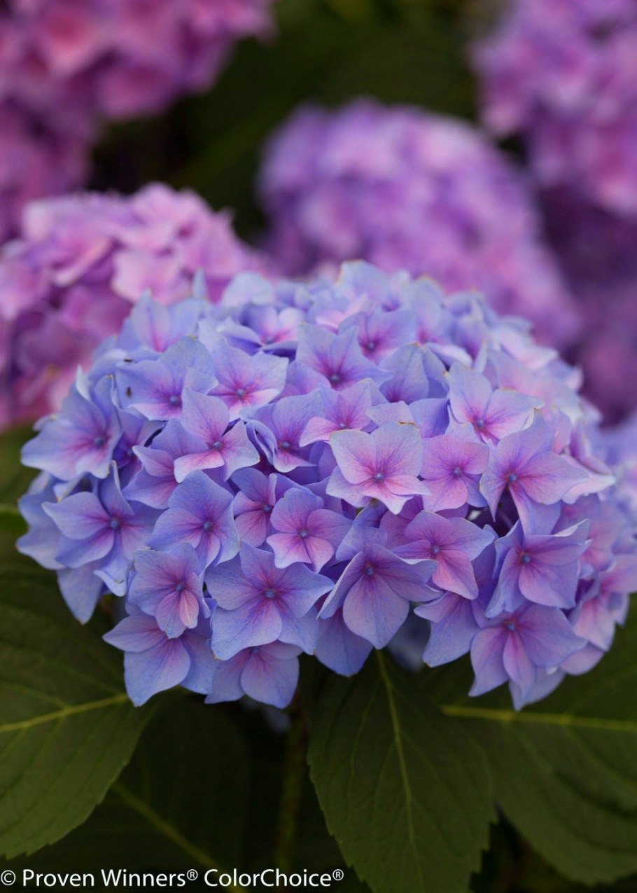 Гортензия Hydrangea