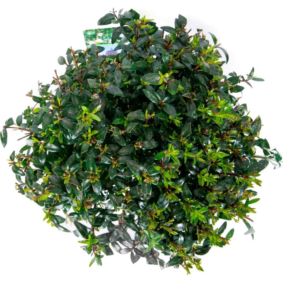 Myrtus communis пестрый