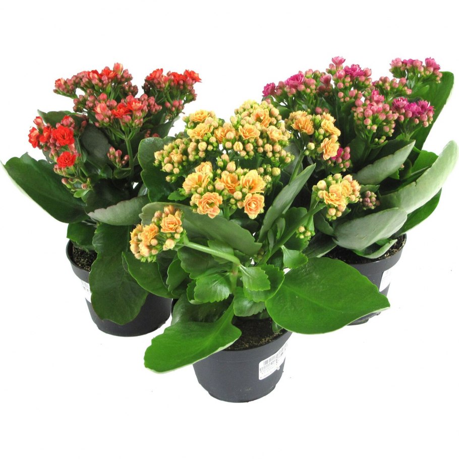 Каланхоэ каландива d-10.5