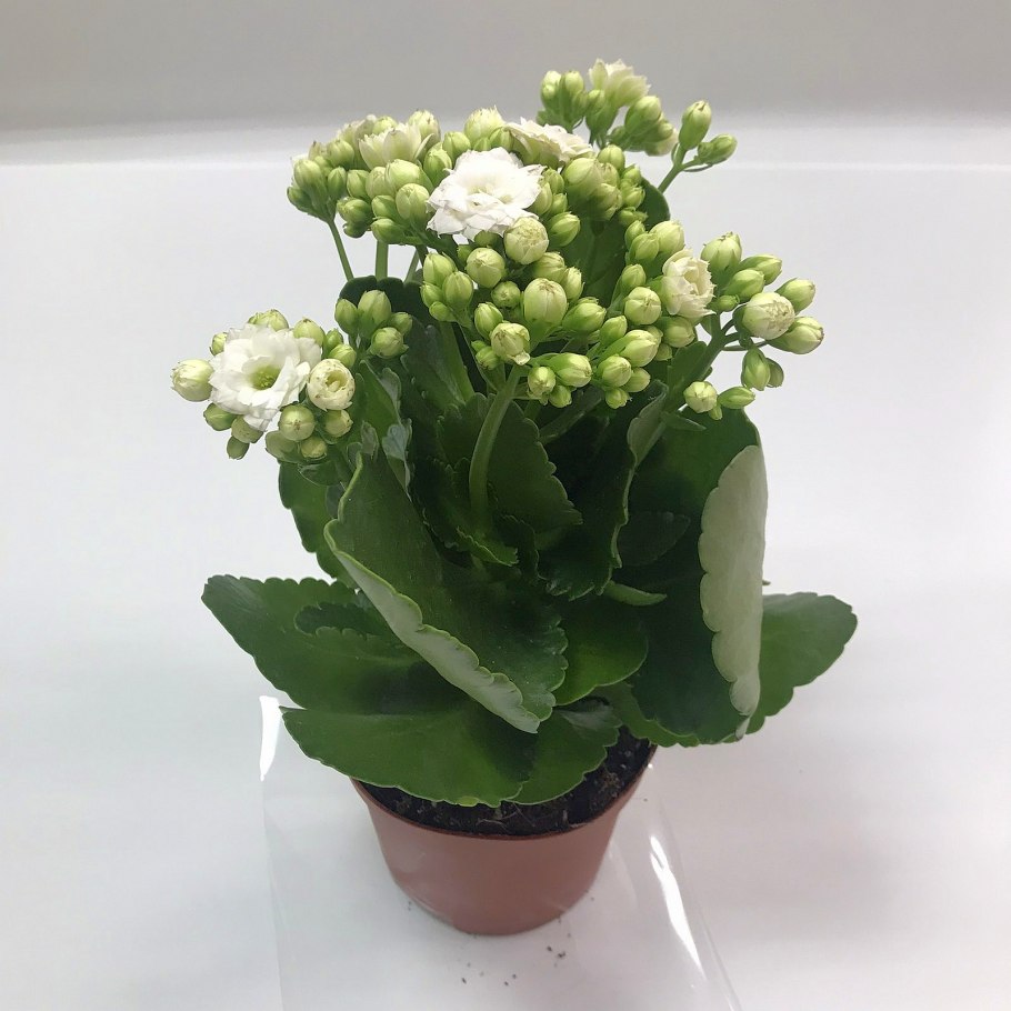 Каланхоэ Спайдер Грин