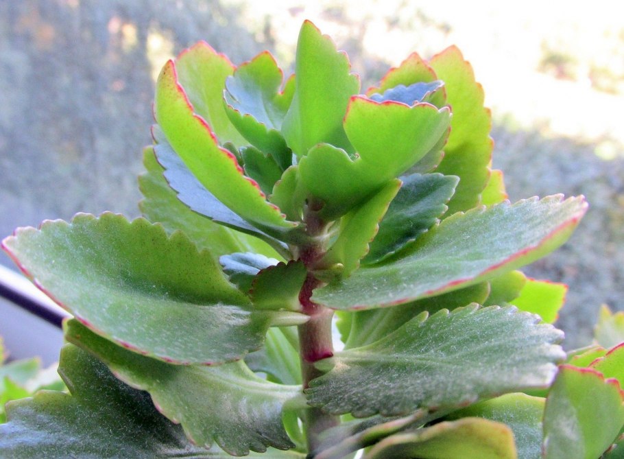 Каланхоэ Блоссфельда бриофиллум