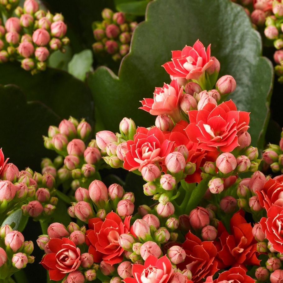 Каланхоэ каландива