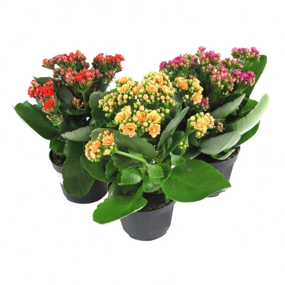 Каланхоэ каландива белая